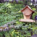 Consistently providing nutritious seeds and nuts to songbirds in the wintertime can offer humans a closer view of these wild animals. (Photo by Marina Denny)