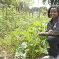 Natasha Haynes, Mississippi State University Extension agent in Rankin County, advocates choosing one local ingredient to spotlight in a menu, such as this squash growing at the Southern Heritage Garden at the Vicksburg National Military Park on June 13, 2017. (Photo by MSU Extension Service/Bonnie Coblentz)