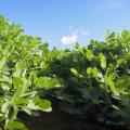 Strong demand for peanuts has encouraged Mississippi growers to plant more of them this year. The U.S. Department of Agriculture projects peanut producers will plant 44,000 acres this year compared with 39,000 in 2016. (File photo by MSU Extension Service/Kevin Hudson)