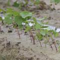 Cotton across the state has been struggling with excess rainfall but remains in good shape at this point in the season. This cotton was growing in a saturated field June 22, 2017, at Mississippi State University in Starkville. (Photo by MSU Extension Service/Kevin Hudson)