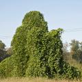 Kudzu is one of many invasive species of plants, insects, fish and mammals competing with Mississippi’s native species for resources. (File photo by MSU Ag Communications/Kat Lawrence)