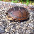 Retreating into its shell will not protect this box turtle from most road dangers. If conditions are safe, render aid by moving or encouraging snakes and turtles off roads in the directions they are already headed. (Photo by MSU Extension Service/Evan O’Donnell)