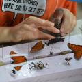 A child’s hands poised above a collection of colorful insect specimens, pinned to Styrofoam blocks.