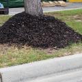 Don’t mulch trees like this. Mulching offers significant benefits, but a layer should only be 2 to 3 inches deep and pulled away from the tree trunk. (Photo by MSU Extension/Gary Bachman)