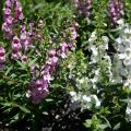 A member of the snapdragon family, the Serena Angelonia will grow to 1 foot tall and spread up to 14 inches. (Photo by MSU Extension Service/Gary Bachman)