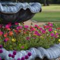 Purslane such as this Mojave Mixed selection thrive in patio containers and hanging baskets that take advantage of its spreading and trailing growth characteristics. (Photo by MSU Extension/Gary Bachman)