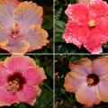 Tropical hibiscus, such as this Cajun Creole Lady (top left), require consistent moisture. Although Cajun Peppermint Patty (top right) flowers bloom for just one day, the plants produce flowers from spring until fall. Tropical hibiscus, such as this Cajun Dixieland Delight (bottom left), produce flowers with spectacular colors and combinations. The dark green and glossy foliage of tropical hibiscus such as this Cajun Rum Runner (bottom right) provides a nice background for the colorful blooms.