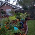  Several blue containers in this colorful landscape garden are blown over after heavy storm winds.