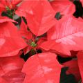 red poinsettias