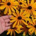 A man’s hand reaches into a bouquet of bright yellow flowers.