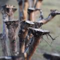 This crape myrtle shows the smooth tops of crape myrtles that have been sliced through knobby ends.