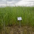 A marker stating “Common Vetch” stands in a section of tall green grass.