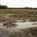 Harvested field with large tire ruts holding water.