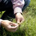 A man’s hands are pictured holding a stem of grass.