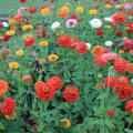 Free-standing blooms in red, orange, yellow and pink fill the frame against a background of green leaves.