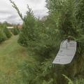 Rows of live green Christmas trees on the left and tree with a pre-printed tag close-up on the right.