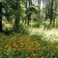 Thick, shoulder-high plants growing under tall trees in a wooded area.