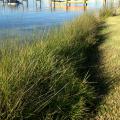 Tall grass grows between a calm body of water and low-cut grass with a wooden pier in the background.