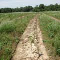 A large field with tree seedlings growing in the middle of a long row void of other plants. Adjacent rows are full of grasses and weeds.