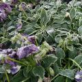 Purple pansy flowers and leaves are drooping and covered with a layer of frost.