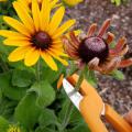 A pair of orange trimmers is about to snip off a spent flower.