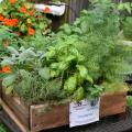 A rough-hewn, low-sided wooden box filled with four different kinds of green plants rests on a small table in front of a variety of other plants in plastic containers.