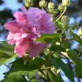 A single, pink flower rests at the end of a branch seen against a leaf-filled blue sky.