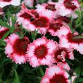 A cluster of ruffled pink flowers with vivid red centers is pictured on green stems.