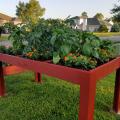 A shallow, red, wooden box rises at waist level above a green lawn and is full of orange blooms and lush, green plants.