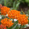 Small, orange flower petals cluster together on top of stems and leaves.