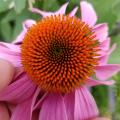 A thumb and fingers hold back the pink petals of a flower to reveal the spiny, orange center.