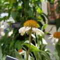 Two flowers with white petals and spiky, orange centers rise on tall stems above a blurred-out green background.