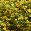 A bed of yellow flowers with green leaves.