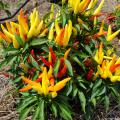 Plants with mostly yellow peppers and some orange and red peppers perched on a bed of pine straw.