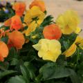 Yellow and orange flowers bloom above green leaves.