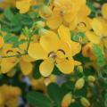 A single, delicate yellow bloom is centered in a frame filled with other yellow blooms and green foliage.