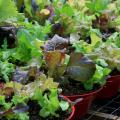 Small planters in a row overflow with young lettuce plants.