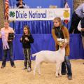 Young girl stands and holds up the head of a white goat with a brown head while two young girls stand in the background.