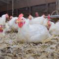 A white chicken sits on the ground in a poultry house.