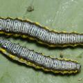 Two caterpillars with white, black and yellow markings sit side by side on a leaf.