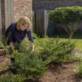 A woman leans over a bush growing in a bed outside a house.