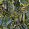 Closeup of pecans on the tree.