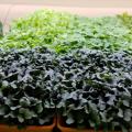 A carpet of tiny green and purple plants fill garden trays.