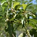 A small branch with green leaves has several small, green avacados growing from it.