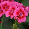 A cluster of pink flowers has dark-red centers.