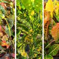 Three panels display colorful green, yellow and purple foliage.