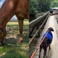 Side-by-side composite of horse grazing and a dog on a leash walking on a bridge.