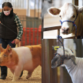 Young girl holding a show stick with a pig.