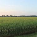 A rice field.