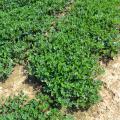 Peanut vines grow in a field.